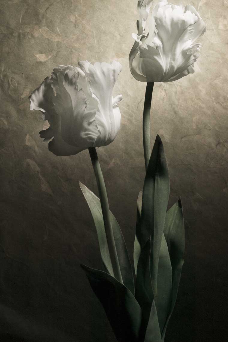 070120_013_botc_Tulip4