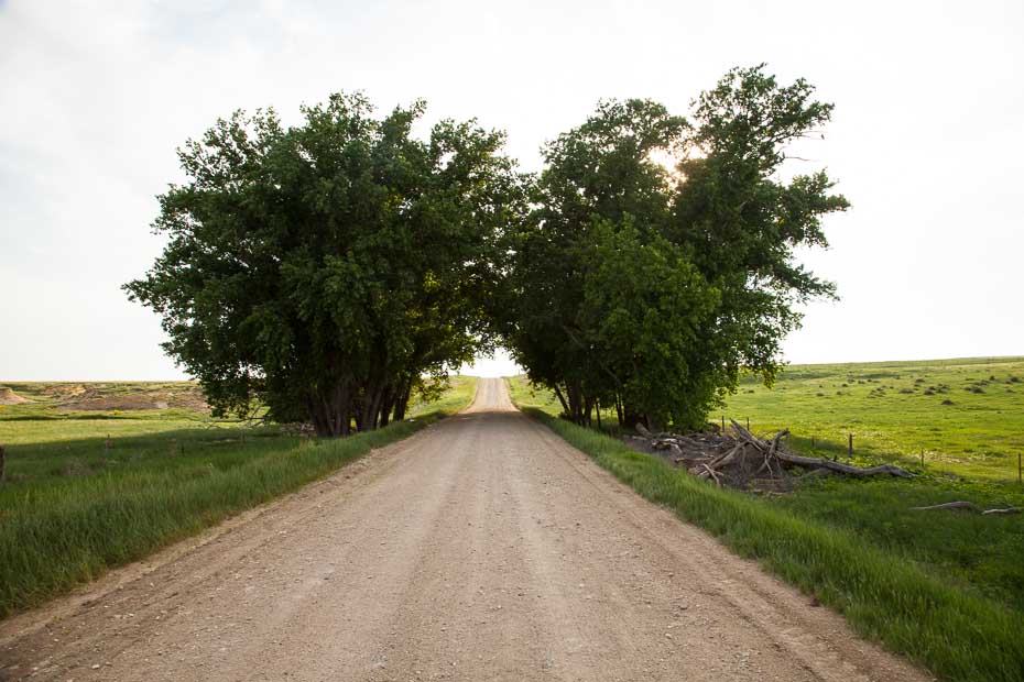 090609_022_midw_ArchDeTree